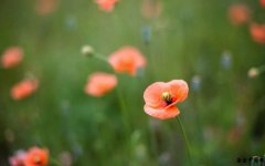 道医揭秘:性欲与智商寿命关系!