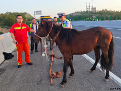 <strong>【交警正能量】高速公路惊现“汗血宝马” 高速交警化</strong>